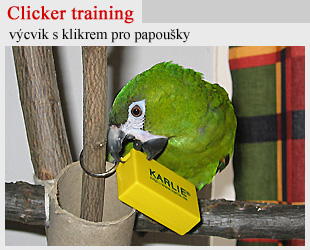 Clicker training s papoušky